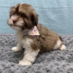 Female Havanese puppy for sale at Petland - Pensacola.