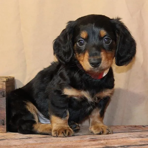 Male Dachshund puppy for sale at Petland -  Ft Walton.
