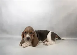 Female Basset Hound puppy for sale at Petland - Pensacola.