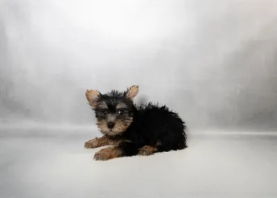 Female Silky Terrier puppy for sale at Petland -  Ft Walton.
