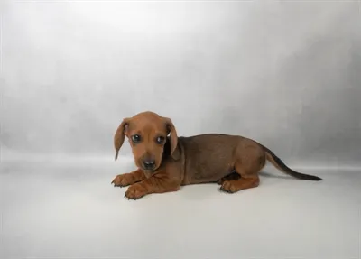 Male Dachshund puppy for sale at Petland -  Ft Walton.