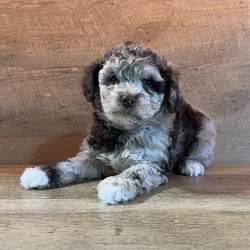 Female Schnoodle puppy for sale at Petland - Pensacola.