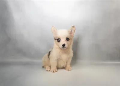 Female Pembroke Welsh Corgi puppy for sale at Petland -  Ft Walton.