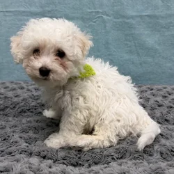 Male Bichon Frise puppy for sale at Petland - Pensacola.
