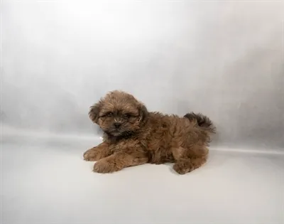 Male Shih Poo puppy for sale at Petland -  Ft Walton.