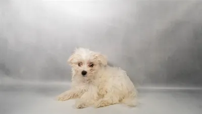 Female Maltese puppy for sale at Petland -  Ft Walton.