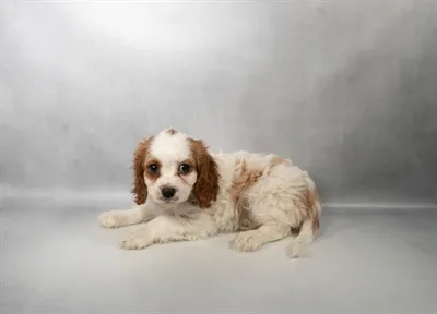 Female Cavalier King Charles Spaniel puppy for sale at Petland -  Ft Walton.