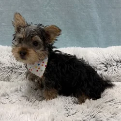 Male Silky Terrier puppy for sale at Petland - Pensacola.