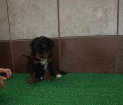 Male Mini Bernedoodle puppy for sale at Petland -  Ft Walton.