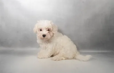 Male Maltese puppy for sale at Petland -  Ft Walton.