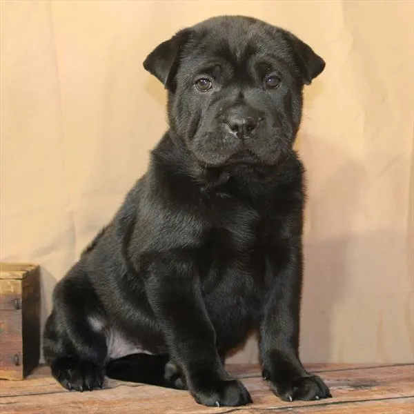 Female Ori Pei puppy for sale at Petland -  Ft Walton.