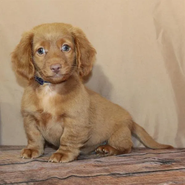 Male Dachshund puppy for sale at Petland -  Ft Walton.
