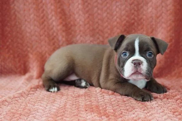 Female Boston Terrier puppy for sale at Petland -  Ft Walton.