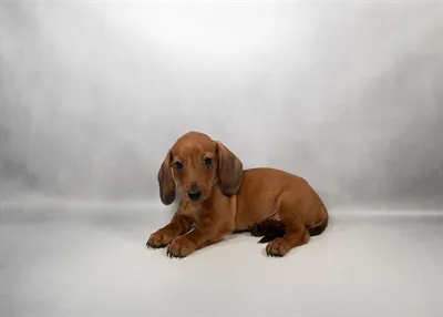 Male Dachshund puppy for sale at Petland -  Ft Walton.