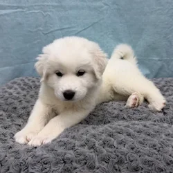 Female Great Pyrenees puppy for sale at Petland - Pensacola.