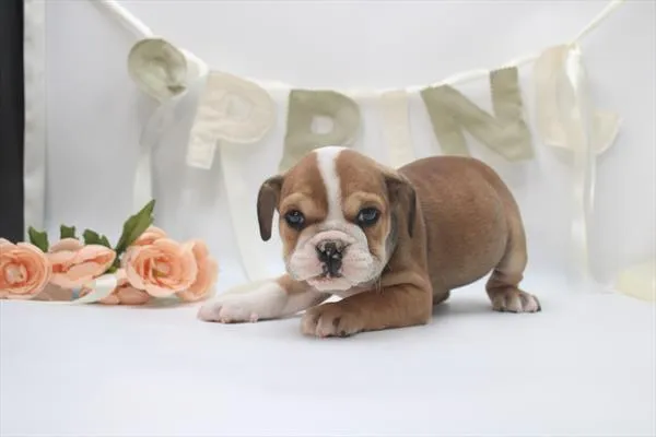 Female English Bulldog puppy for sale at Petland -  Ft Walton.