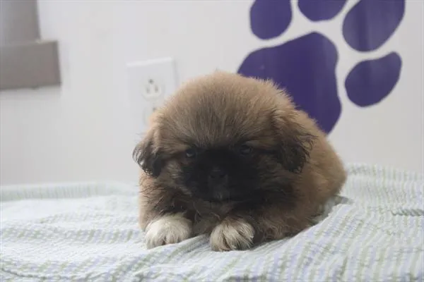 Male Pekingese puppy for sale at Petland -  Ft Walton.