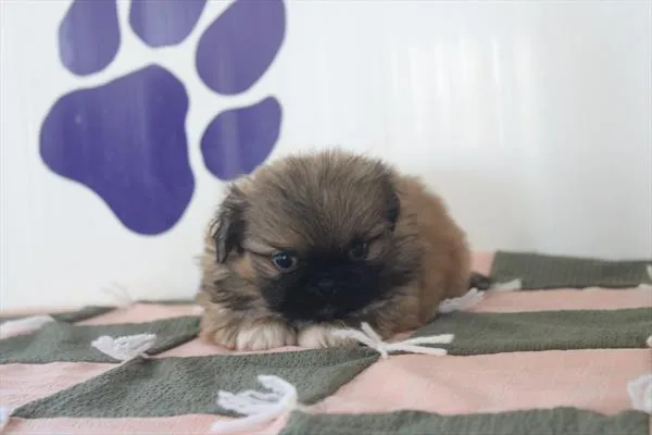 Male Pekingese puppy for sale at Petland -  Ft Walton.