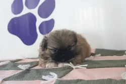 Male Pekingese puppy for sale at Petland -  Ft Walton.