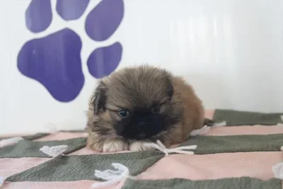 Male Pekingese puppy for sale at Petland -  Ft Walton.