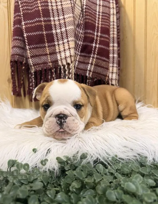 Male English Bulldog puppy for sale at Petland -  Ft Walton.