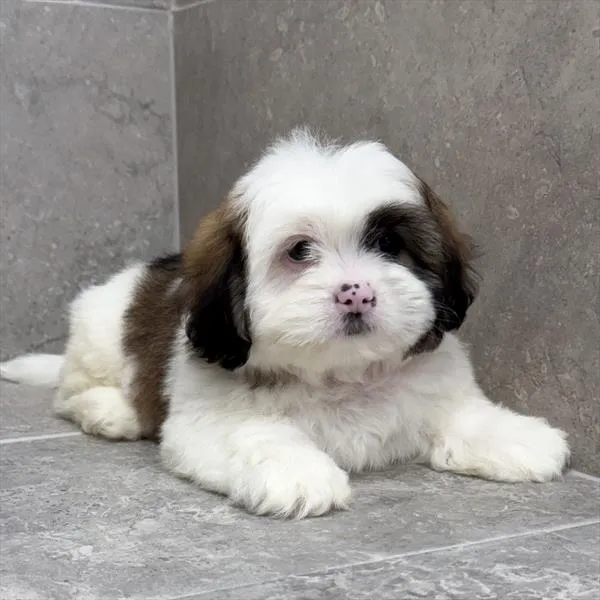 Male Lhasa Apso puppy for sale at Petland -  Ft Walton.