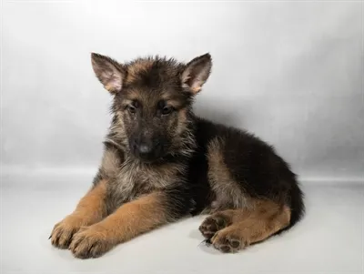 Male German Shepherd puppy for sale at Petland -  Ft Walton.