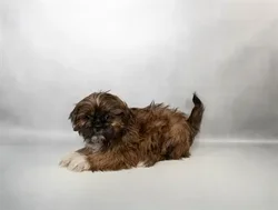 Male Shih Tzu puppy for sale at Petland -  Ft Walton.