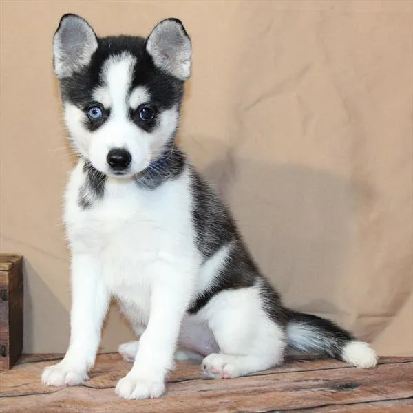 Female Alaskan Klee Kai puppy for sale at Petland -  Ft Walton.