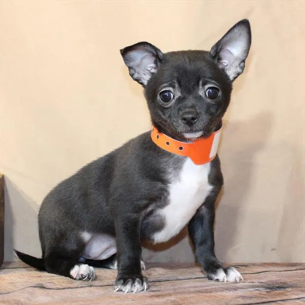 Female Chihuahua puppy for sale at Petland -  Ft Walton.