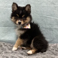 Female Pomsky 2Nd Gen puppy for sale at Petland - Pensacola.