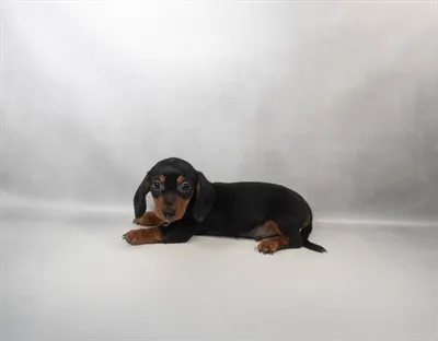 Male Dachshund puppy for sale at Petland -  Ft Walton.