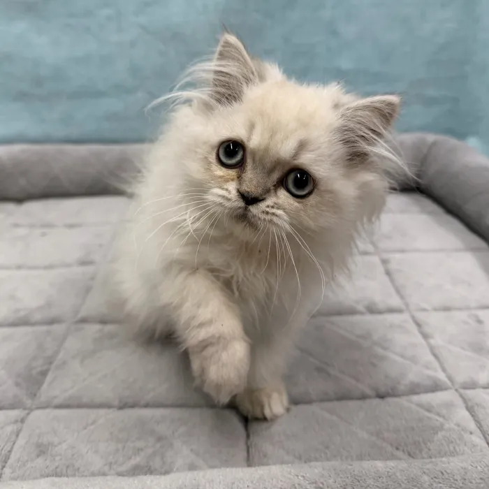 Male Persian kitten for sale at Petland -  Ft Walton.
