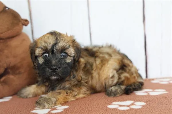 Female Miniature Whoodle puppy for sale at Petland -  Ft Walton.