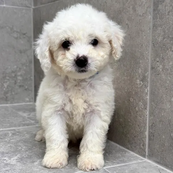 Male Poodle puppy for sale at Petland -  Ft Walton.