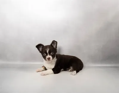 Male Chihuahua puppy for sale at Petland -  Ft Walton.