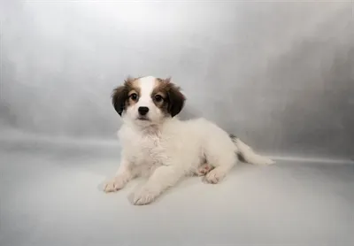 Female Papillon puppy for sale at Petland -  Ft Walton.