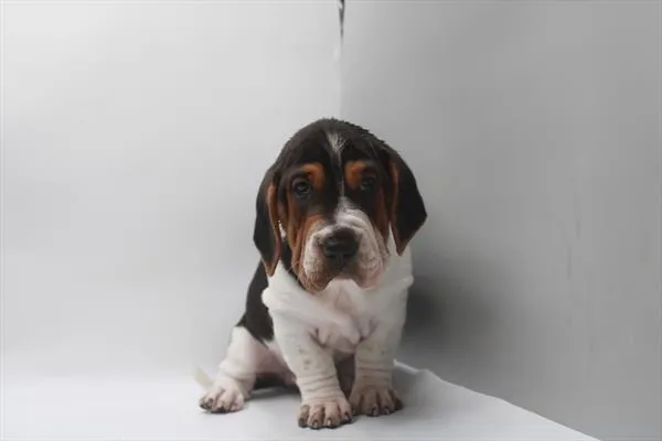 Male Walrus puppy for sale at Petland -  Ft Walton.