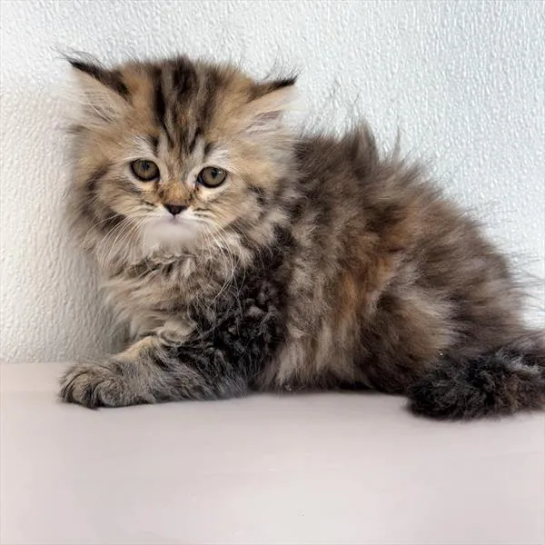 Female Persian puppy for sale at Petland - Pensacola.