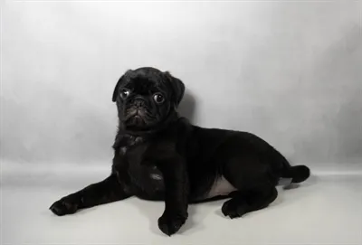 Male Pug puppy for sale at Petland -  Ft Walton.