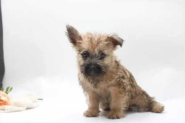 Female Cairn Terrier puppy for sale at Petland -  Ft Walton.