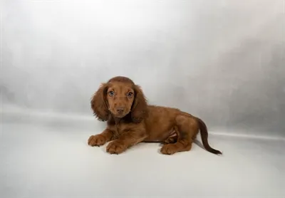 Male Dachshund puppy for sale at Petland -  Ft Walton.