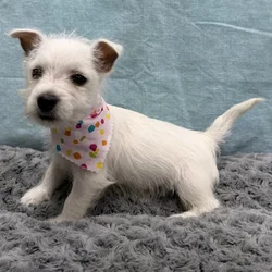Female West Highland White Terrier puppy for sale at Petland - Pensacola.