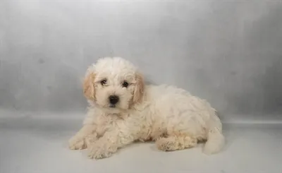 Male Bichon Frise puppy for sale at Petland -  Ft Walton.