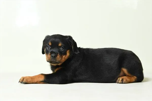 Female Rottweiler puppy for sale at Petland -  Ft Walton.