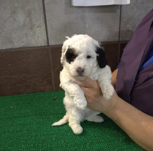Female Miniature Bernedoodle 2Nd Gen puppy for sale at Petland -  Ft Walton.
