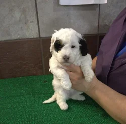 Female Miniature Bernedoodle 2Nd Gen puppy for sale at Petland -  Ft Walton.