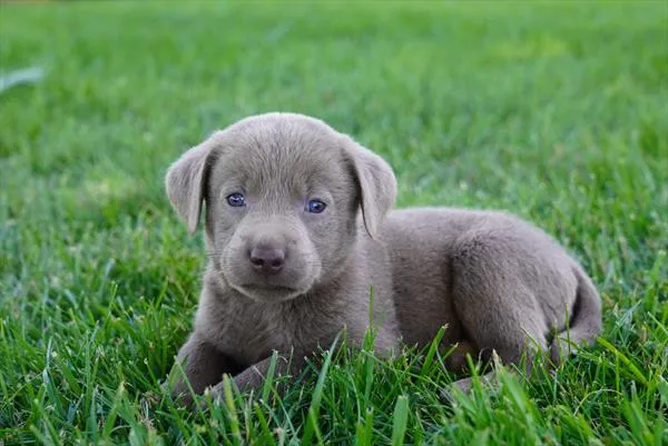 Female Labrador Retriever puppy for sale at Petland -  Ft Walton.
