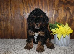 Male Poodle puppy for sale at Petland -  Ft Walton.