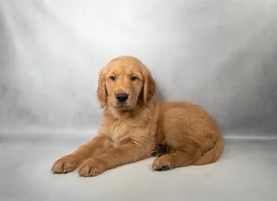 Female Golden Retriever puppy for sale at Petland -  Ft Walton.